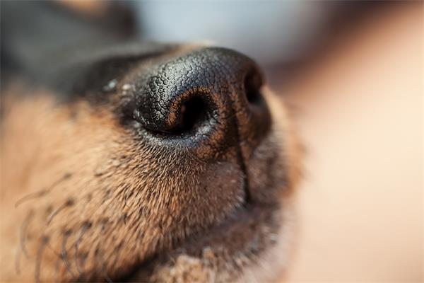 癌症检测手段：狗狗、仪器和……蚂蚁？