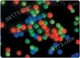 细胞吞噬研究用荧光微球